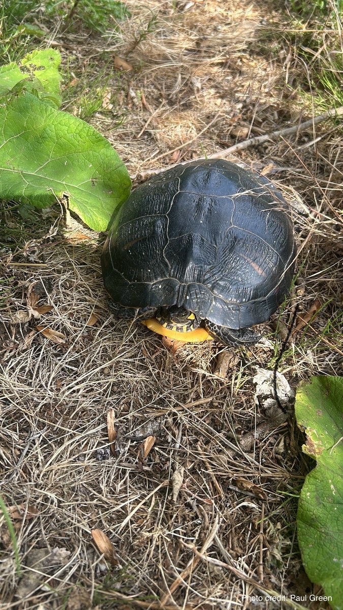 A few more females reported out and about. Here’s an adult female yellow-bellied slider found on land wandering recently.

Report sightings to: turtletally.co.uk

#science #canal #education #sun #pond #nonnative #public #citizenscience #animal #reptile #research #invasive
