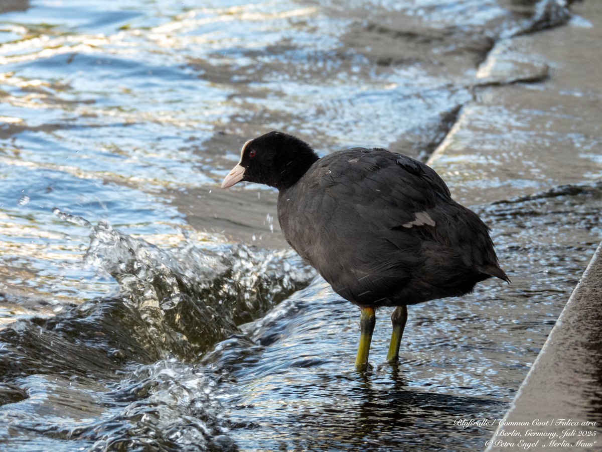 Merlinmaus's tweet image. Good Evening 🌘 from Germany 
Common Coots are so full of character. Watching them is always so entertaining
🇩🇪Bläßrallen
Have a beautiful Friday full of #birds #BirdLovers #TwitterNatureCommunity #NaturePhotography #birdwatching #BirdsSeenIn2025