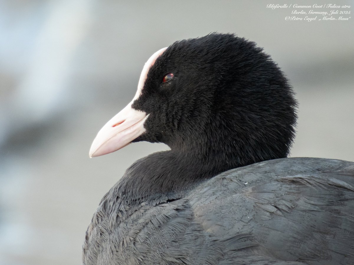 Merlinmaus's tweet image. Good Evening 🌘 from Germany 
Common Coots are so full of character. Watching them is always so entertaining
🇩🇪Bläßrallen
Have a beautiful Friday full of #birds #BirdLovers #TwitterNatureCommunity #NaturePhotography #birdwatching #BirdsSeenIn2025