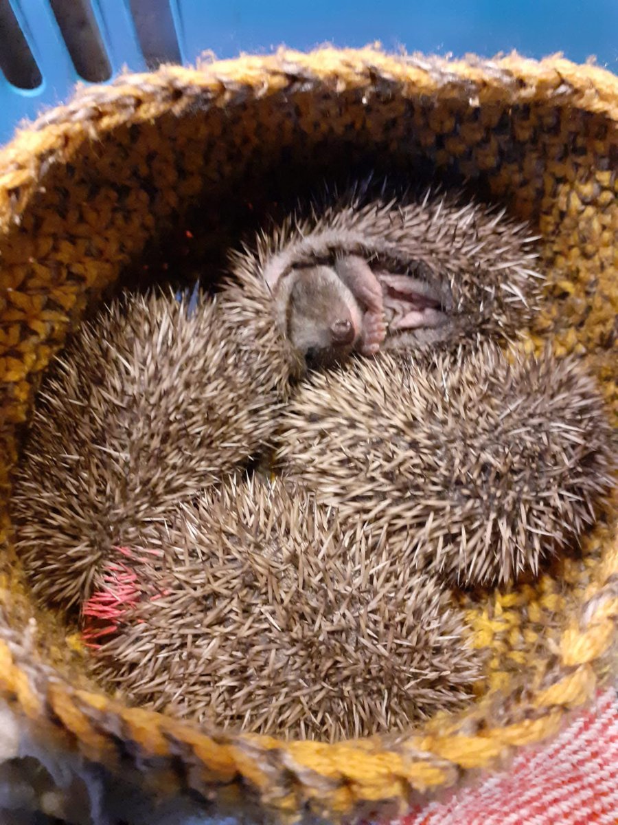 FollyWildlife's tweet image. We've got lots of baby hoglets with us at the moment.
These four came into us the other week after being found abandoned. Still very much needing milk from mum but old enough to know that we aren't mum, these little hoglets looked more like chestnuts after they fell off the…