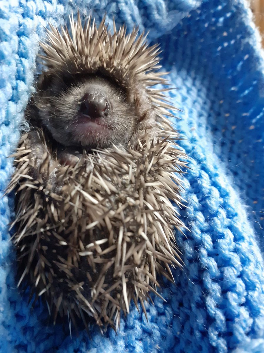 FollyWildlife's tweet image. We've got lots of baby hoglets with us at the moment.
These four came into us the other week after being found abandoned. Still very much needing milk from mum but old enough to know that we aren't mum, these little hoglets looked more like chestnuts after they fell off the…