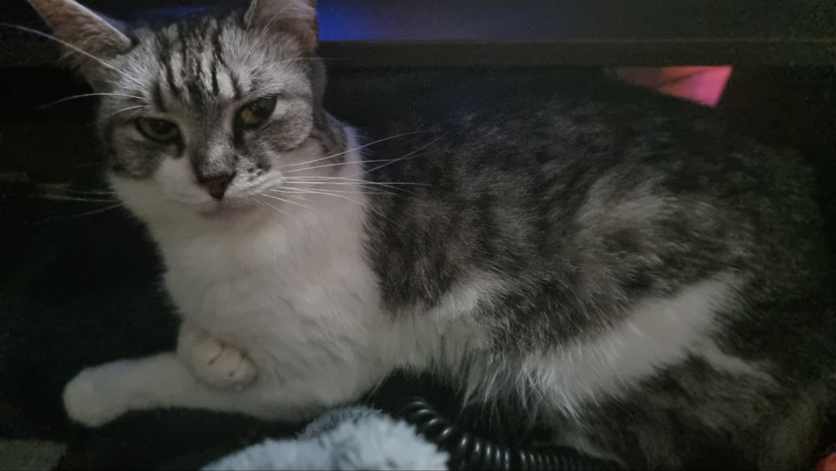 Sorry, guys. Tomorrow's stream is cancelled. Today my beloved Megaera passed away. I feel no strength to play and stream. Hope, you understand. https://t.co/Vv4mUcajCM
