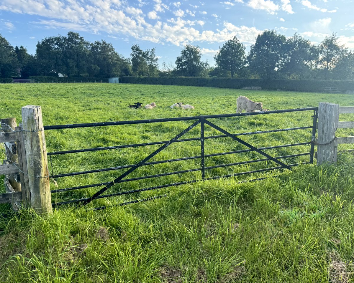 DrPeterWeeks1's tweet image. Ladies and gentlemen, it is 18:30 on Friday evening , thank you to all those who have fulfilled their contractual obligations.
If this was a video we could put it on Mootube or is it pasture bedtime gate …. 🐄