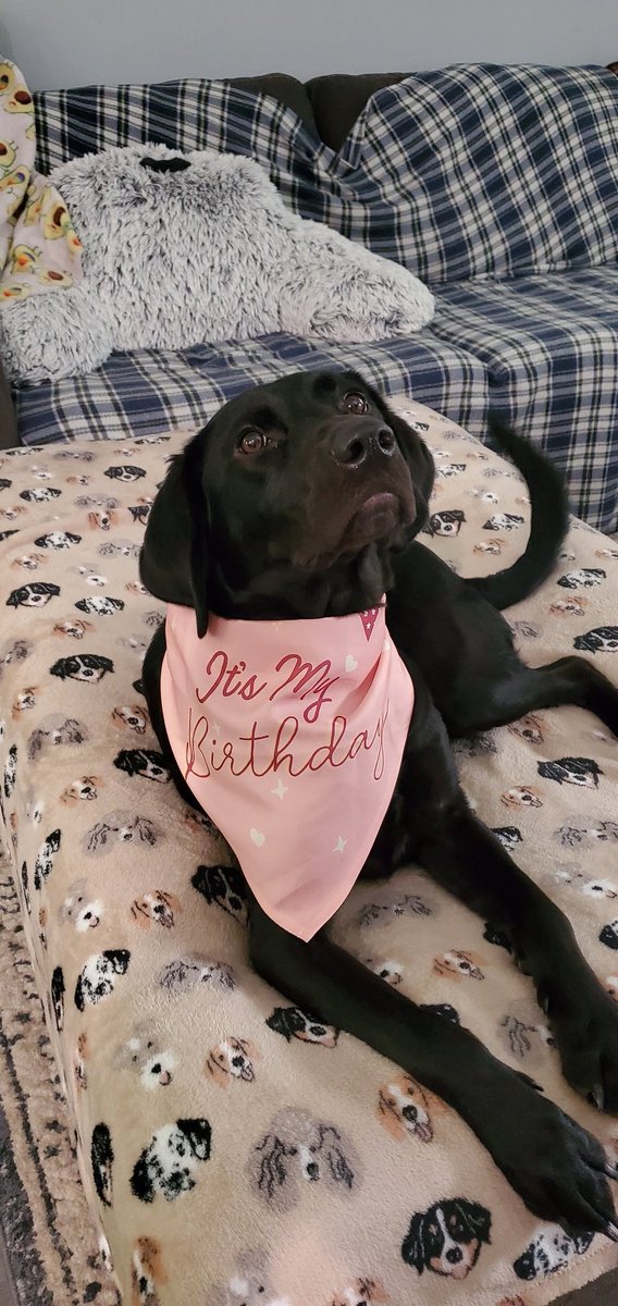 SkinSinge's tweet image. It's Tifa's 2nd birthday, today! This 50lb ball of lightning is one of the best decisions Sam and I have made! #HappyBirthdayTifa