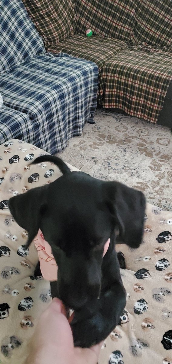 SkinSinge's tweet image. It's Tifa's 2nd birthday, today! This 50lb ball of lightning is one of the best decisions Sam and I have made! #HappyBirthdayTifa