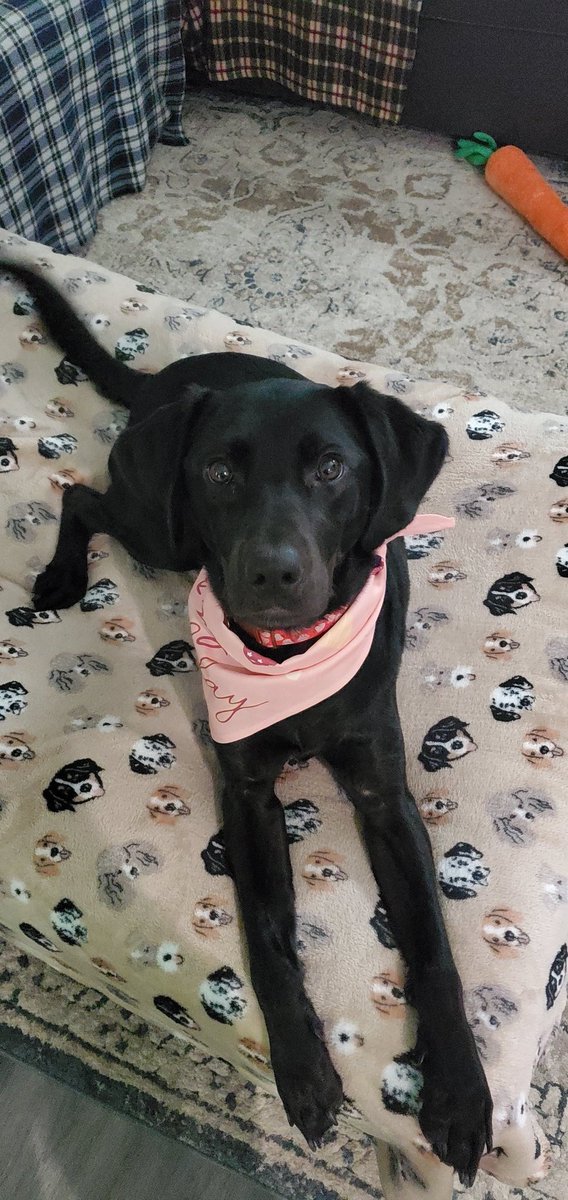 SkinSinge's tweet image. It's Tifa's 2nd birthday, today! This 50lb ball of lightning is one of the best decisions Sam and I have made! #HappyBirthdayTifa