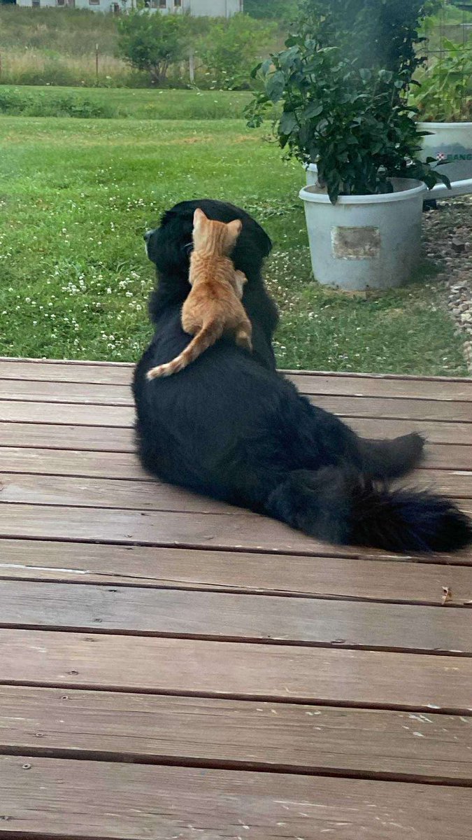 MiwaAmoebaVT's tweet image. An oranji baby has adopted my dog.
Have a great day :)