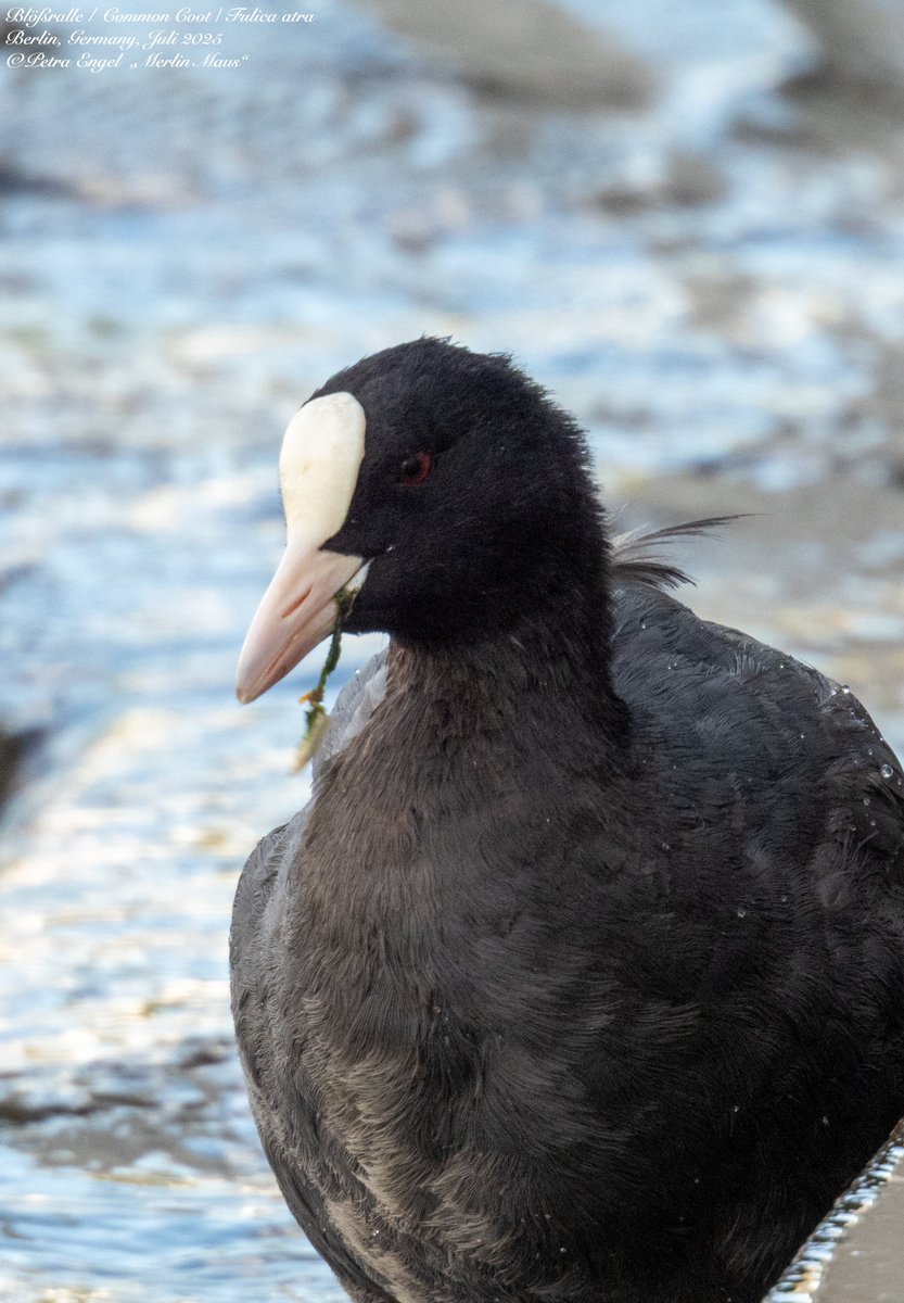 N‘Abend🌘
Bläßrallen sind immer so unterhaltsam zu beobachten 🙃Habt einen tollen Freitag Abend voller #vögel. 
🇬🇧 Common Coot
#birds #BirdTwitter #BirdPhotography #BirdLovers #TwitterNatureCommunity #NaturePhotography #birding