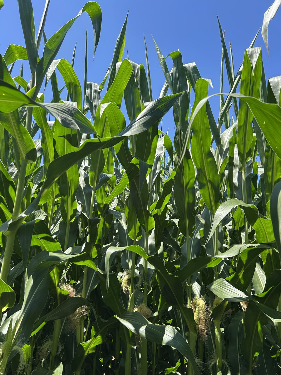 Ryan Benjamins (@ryanbenjamins) on Twitter photo Corn fungicide season begins next week.  Some hybrids are silking before tassel emergence. Corn fungicide season begins next week.  Some hybrids are silking before tassel emergence.