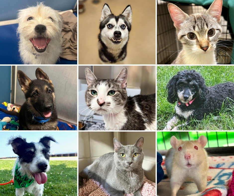👀Who is becoming your best friend this weekend? An adventure-sidekick canine? A lap-warming feline? No matter whom you are looking for, with hundreds of animals in need of loving homes right now, you are bound to find your match at WHS🐱🐶💖
Visit us during adoption hours today!