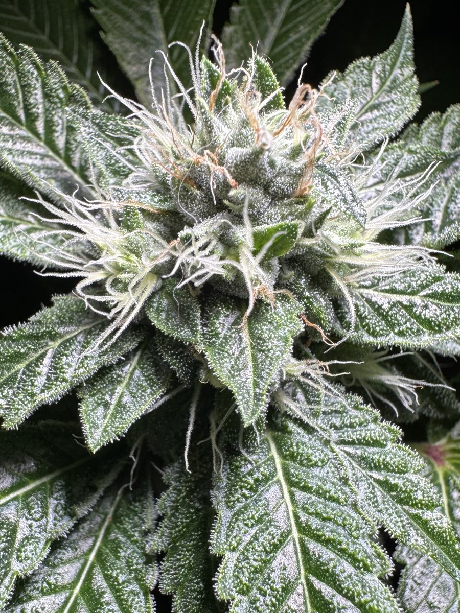 One Nation Under Informed tweet media