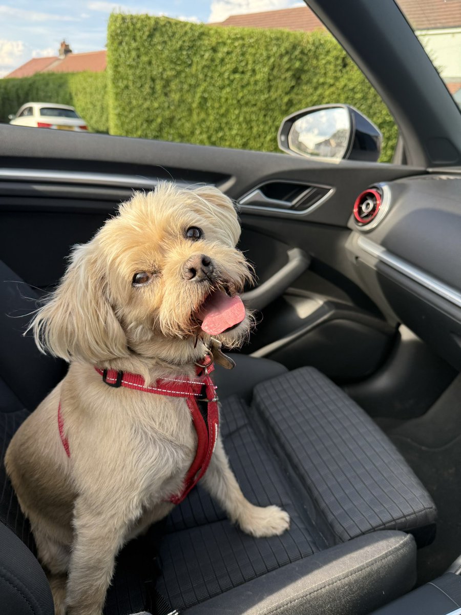 Well that was an experience. Went to collect Duffy but couldn’t be bothered to put the roof back up. He was so good until he recognised we were getting near my house and started screeching with excitement. Must’ve sounded like I’d got blues and twos on driving past people 🤣