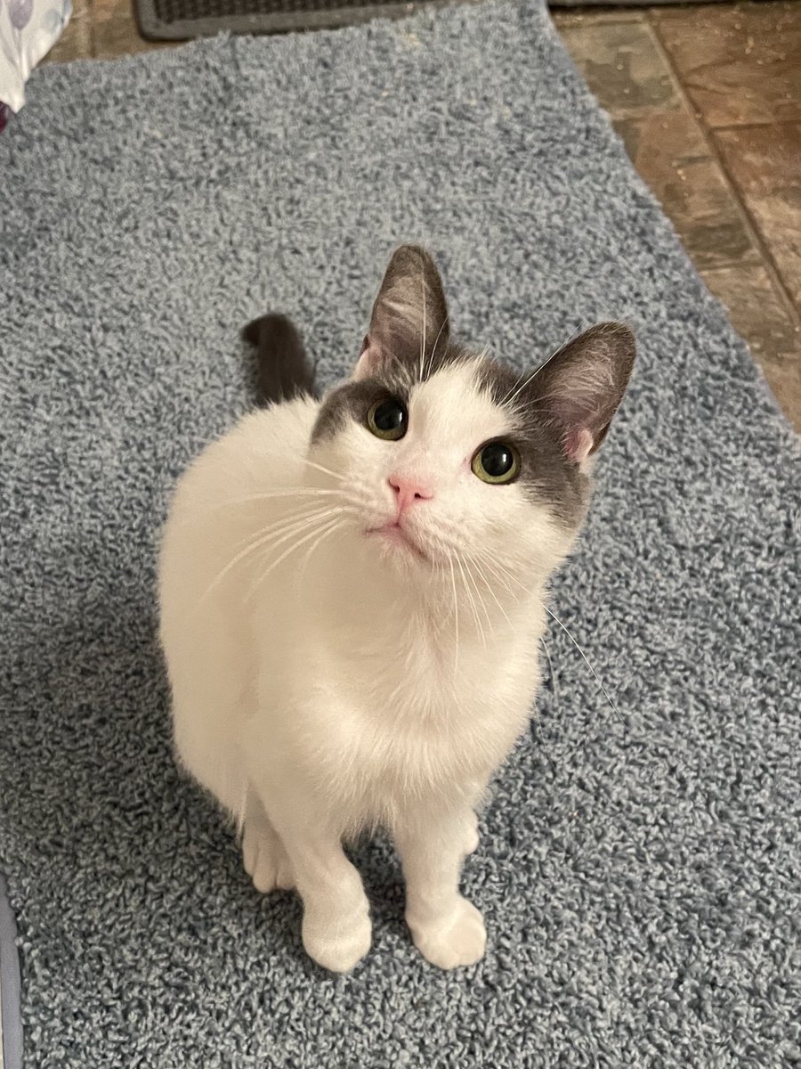 Friends of Bear Cat Rescue tweet media