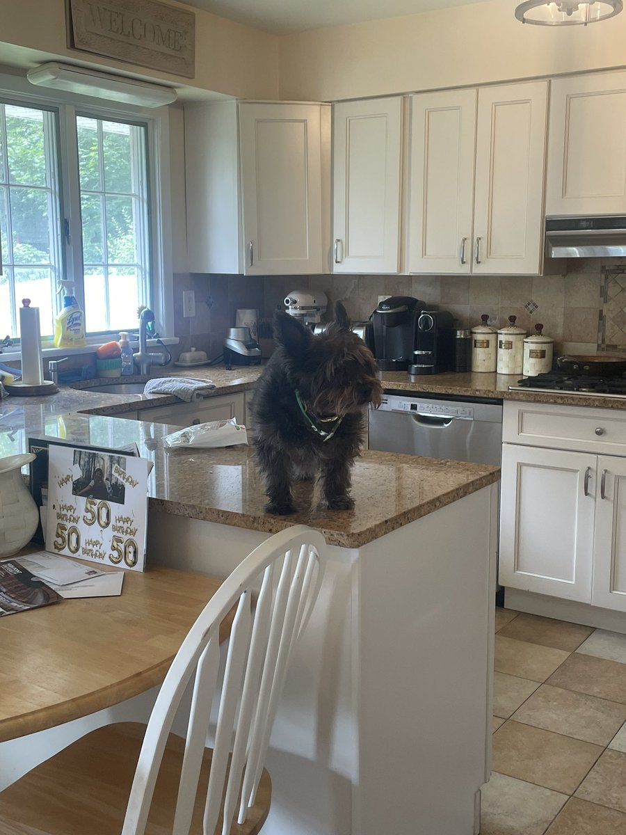NateHug5513704's tweet image. wtf is my dog doing????😭😭😭