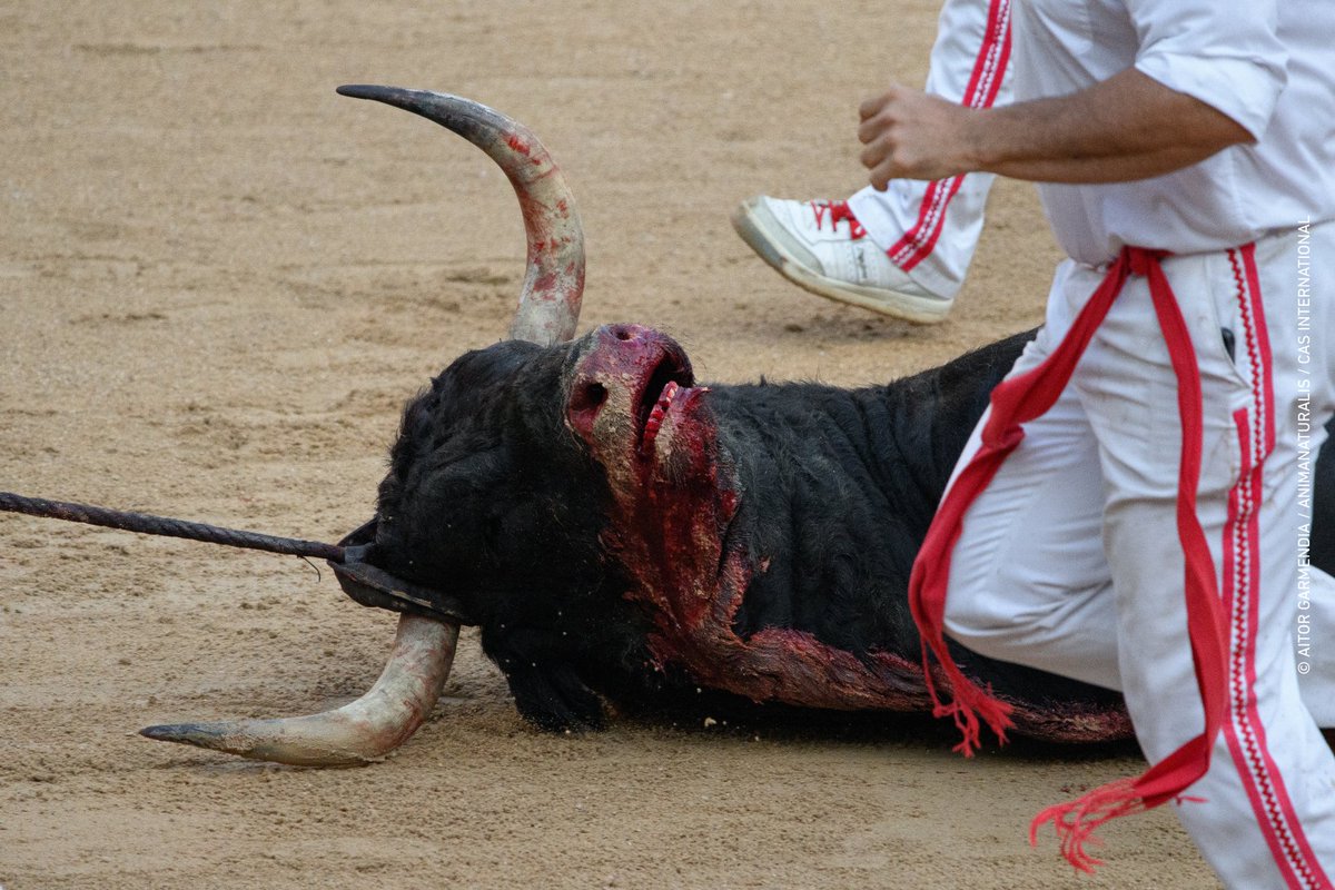 AnimaNaturalis's tweet image. 📸💔 NO SON SOLO IMÁGENES. SON VIDAS.
Las imágenes que presentamos aquí no son solo un registro gráfico. Son el testimonio desgarrador de individuos no humanos que han sido torturados públicamente durante las fiestas de #SanFermín, en Pamplona.
FiestasCrueles.org ✍️