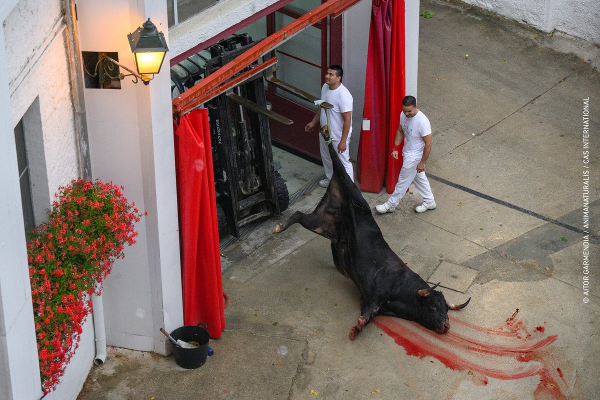 AnimaNaturalis's tweet image. 📸💔 NO SON SOLO IMÁGENES. SON VIDAS.
Las imágenes que presentamos aquí no son solo un registro gráfico. Son el testimonio desgarrador de individuos no humanos que han sido torturados públicamente durante las fiestas de #SanFermín, en Pamplona.
FiestasCrueles.org ✍️