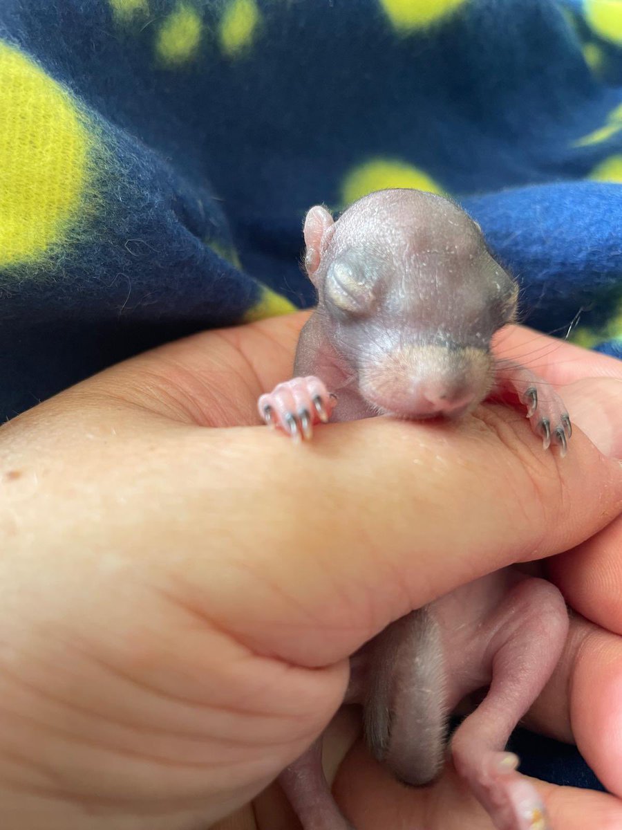 AllumPaul's tweet image. Your fur is coming now pippin 🩶🐿️🐿️🐿️🐿️ hitchinsquirrelrescue.co.uk