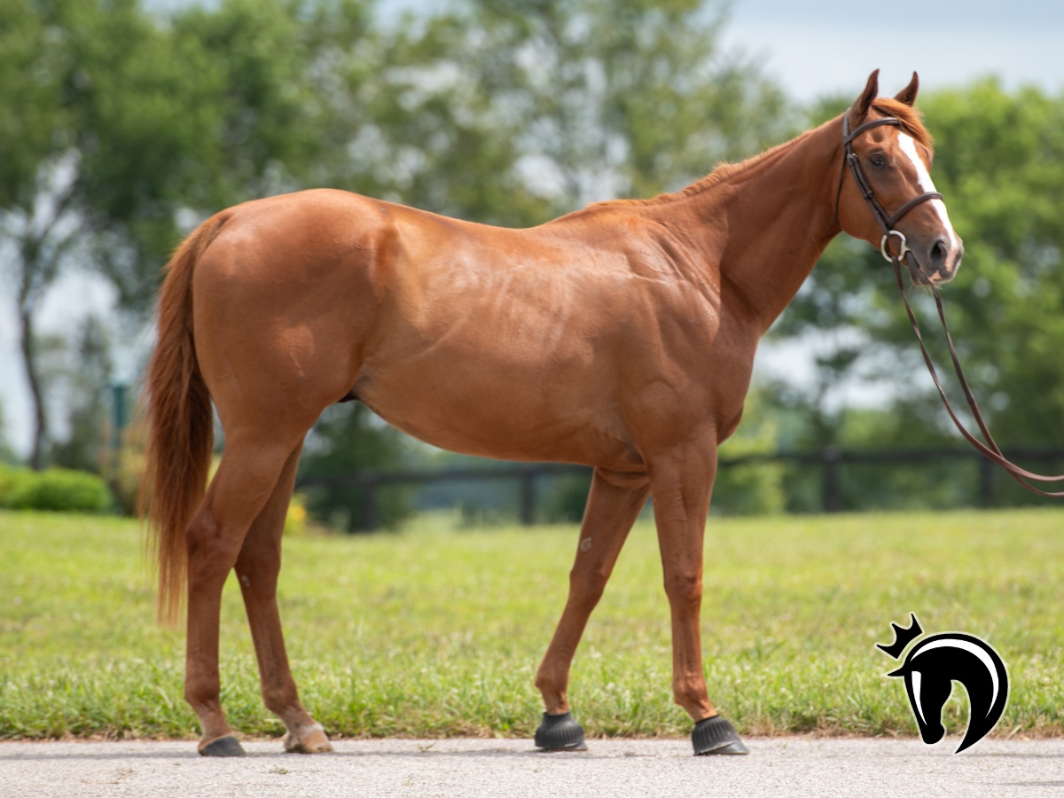 NewVocations's tweet image. 🆕 WISE COUNSEL (Curlin) is a very good boy under saddle and settles quickly into an easy rhythm. FMI: newvocations.org/horse_detail/1…. He is ready to go in just about any direction for his second career! @RepoleStable