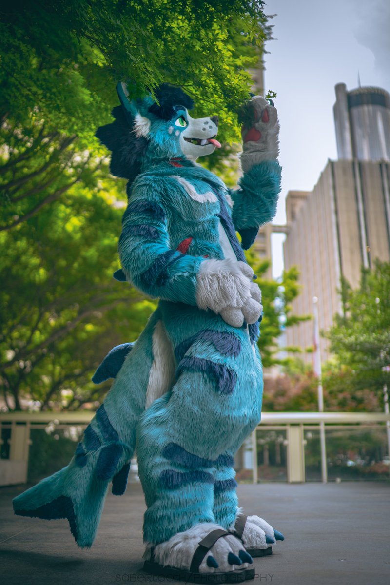 ok but why didnt anyone tell me branches are SO COOL??? 😳

📷 <a href="/vsabertoothv/">BIG KING SABER 🔜 MP</a> 
#FursuitFriday