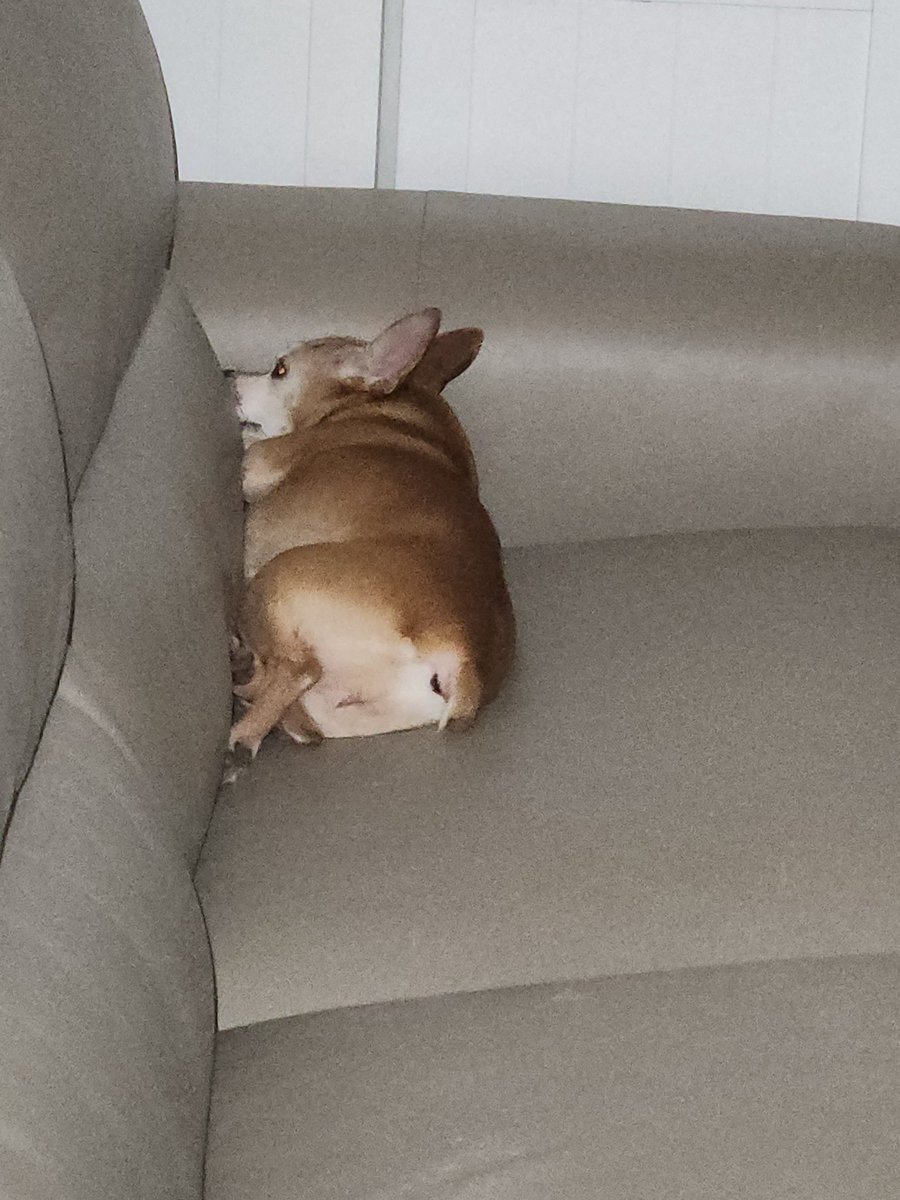 MUNUH_23's tweet image. 어이가없네
내옷 깔고서 자고 있길래 
쫓아냈더니
저럼