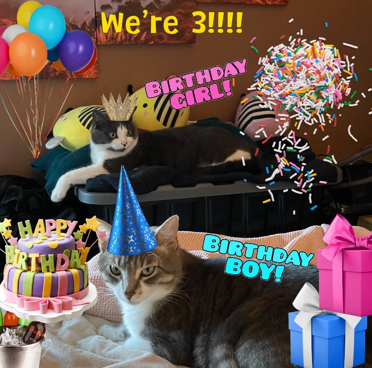 AngelCandyMom's tweet image. #CatsofTwittter  #3rdBirdieDay  Yay, today is the big day! Dorothy and I (well, and Reggie, Sophie and Sassy) all turn 3 years old today. Mom, Nanny &amp;amp; Grampy can’t believe it. We’re still “the kittens” to them. My big stompers say otherwise. -Stompy