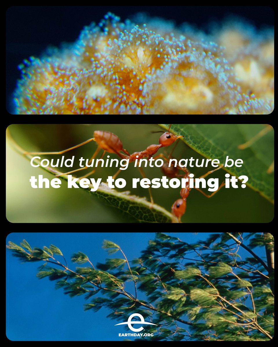 EarthDay's tweet image. #WorldListeningDay
The natural world is full of sounds, telling stories of ecosystem health & climate impact. But Earth's soundtrack is quieting. We're learning to listen again for a restored planet. 🎧 (Ft. Coral Sonic Resilience by @marcobaratti)
earthday.org/hear-the-plane…