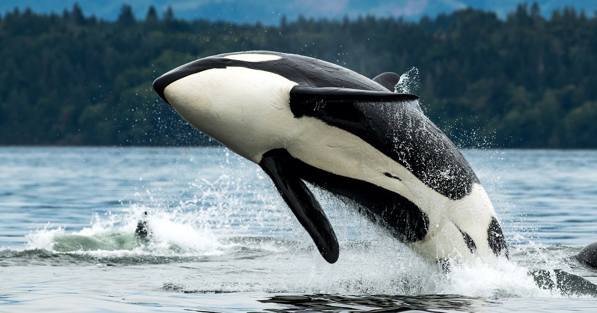 La mer Great Bear, située au large des côtes nord et centrales de la Colombie-Britannique🇨🇦, est l'un des écosystèmes marins les plus importants du monde sur le plan environnemental et culturel.