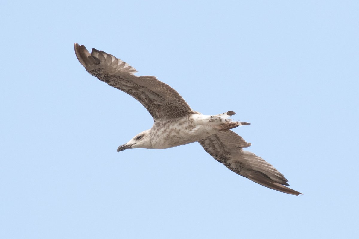 Daniel Langston (@dlangstonbirder) on Twitter photo 21 Yellow-legged Gulls today at Leadenham Quarry / Tip, a mix of all ages. Also 2 1s Caspian Gulls, one of which is below with 2 YLG.
<a href="/Lincsbirding/">Lincsbirding</a> 21 Yellow-legged Gulls today at Leadenham Quarry / Tip, a mix of all ages. Also 2 1s Caspian Gulls, one of which is below with 2 YLG.
<a href="/Lincsbirding/">Lincsbirding</a>