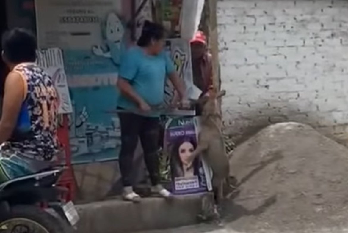Ariel Rodriguez (@arieltrdgz) on Twitter photo ¡LOS DEJARON LIBRES! 😡
En <a href="/FiscaliaEdomex/">Fiscalía Edoméx</a> me informan que los #mataperros en <a href="/TexcocoOficial/">Ayuntamiento Texcoco</a> fueron presentados ante el MP tras los hechos del fin de semana. Pero el juez permitió que lleven su proceso en libertad.
Alegaron que el pitbull era agresivo. ¡LOS DEJARON LIBRES! 😡
En <a href="/FiscaliaEdomex/">Fiscalía Edoméx</a> me informan que los #mataperros en <a href="/TexcocoOficial/">Ayuntamiento Texcoco</a> fueron presentados ante el MP tras los hechos del fin de semana. Pero el juez permitió que lleven su proceso en libertad.
Alegaron que el pitbull era agresivo.