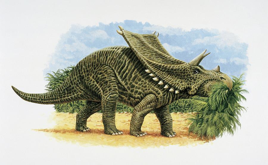 dinonostalgia's tweet image. Chasmosaurus, the opening lizard, is a ceratopsian dinosaur from the Late Cretaceous of North America.
It lived 77 million years ago and could grow to 4.8 meters in length.