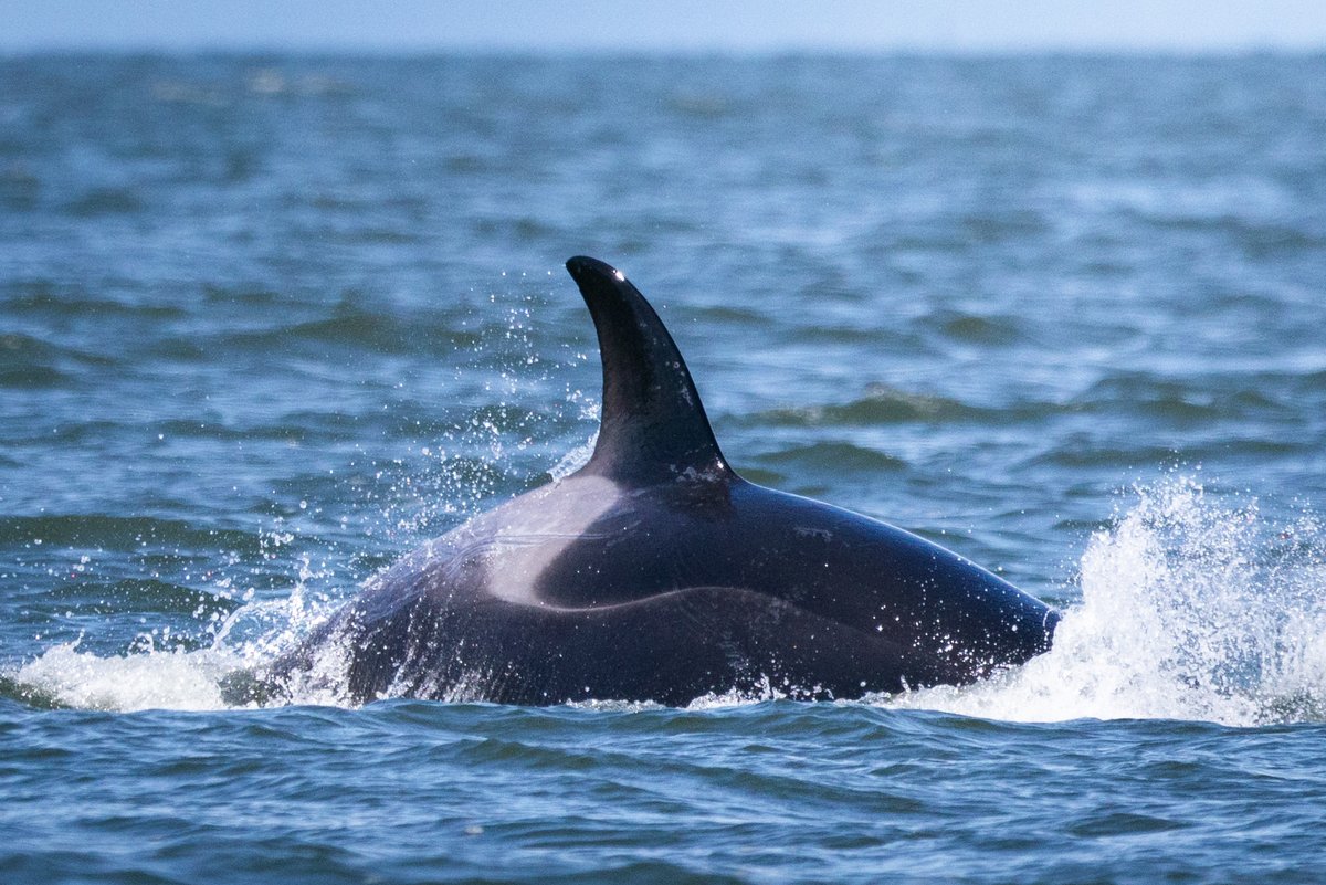 ThePWWA's tweet image. Not all heroes wear capes, nor do all orcas. A dorsal "cape" is a thin band extending from the saddle patch to the eye. All orcas have them in utero, but only some retain them in adulthood. Looks like T123D "D'Arcy" has a cape!
π·: Uwe Zimmermann, @stevestonwhales
πΌοΈ: Emma Luck