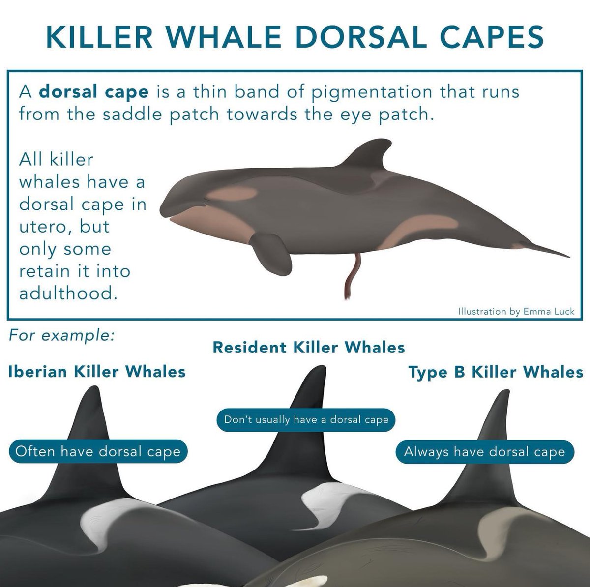 ThePWWA's tweet image. Not all heroes wear capes, nor do all orcas. A dorsal "cape" is a thin band extending from the saddle patch to the eye. All orcas have them in utero, but only some retain them in adulthood. Looks like T123D "D'Arcy" has a cape!
π·: Uwe Zimmermann, @stevestonwhales
πΌοΈ: Emma Luck