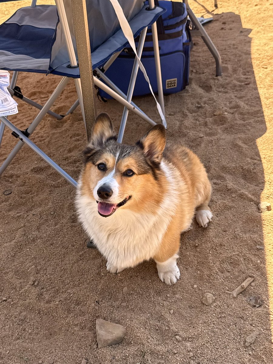 WinstonCorgiDog's tweet image. Happy Friday Corgi Dog Winston-Family!☀️🐶✌🏻 Hope You’re All Well and Having an Excellent End to the Week!💕 Peace and Blessings💌❤️ #Happy #Friday #Corgi #Dog #Family