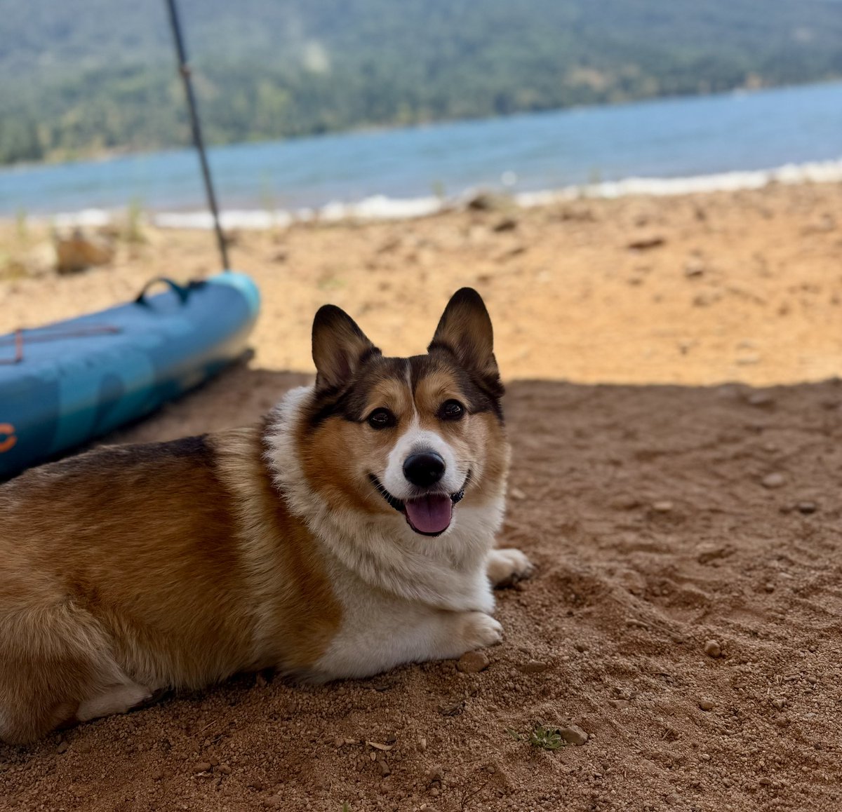 WinstonCorgiDog's tweet image. Happy Friday Corgi Dog Winston-Family!☀️🐶✌🏻 Hope You’re All Well and Having an Excellent End to the Week!💕 Peace and Blessings💌❤️ #Happy #Friday #Corgi #Dog #Family