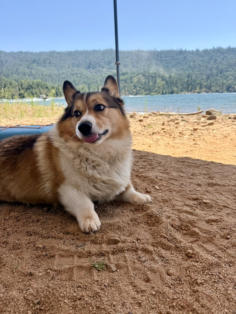 WinstonCorgiDog's tweet image. Happy Friday Corgi Dog Winston-Family!☀️🐶✌🏻 Hope You’re All Well and Having an Excellent End to the Week!💕 Peace and Blessings💌❤️ #Happy #Friday #Corgi #Dog #Family