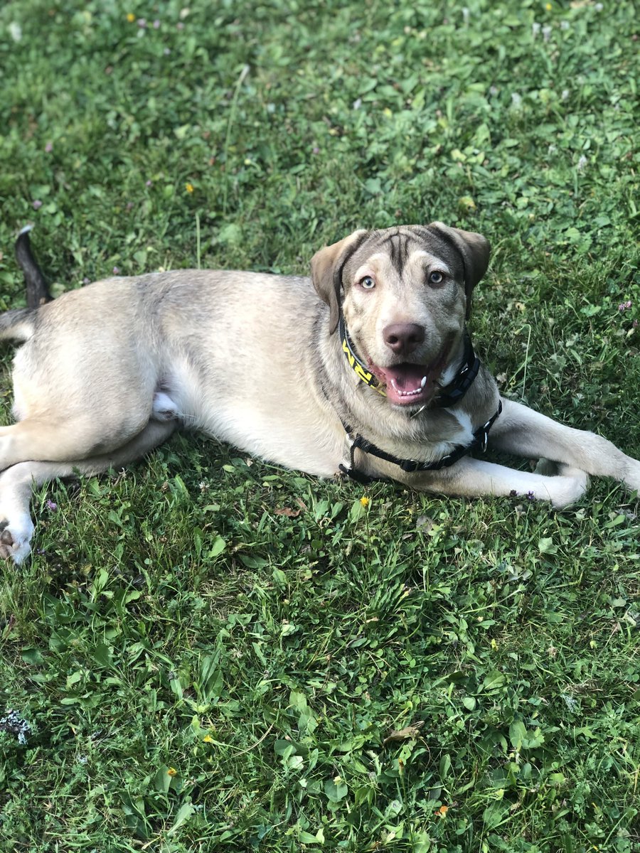 ❤️ OSO EN ADOPCIÓ 
👉 cas extern

Per reestructuració familiar l'Oso busca nous companys de vida. És un creuat de labrador de 2,5 anys.
És molt dolç i sociable
Si esteu interessats contacteu amb 605024084