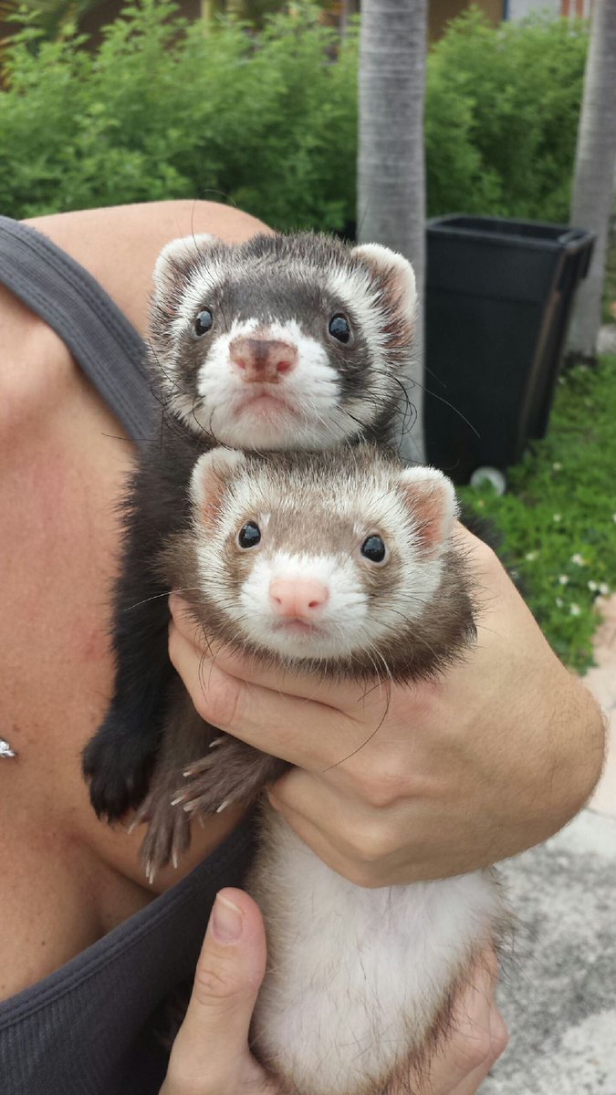 Ferret Every Hour (@ferretperhour) on Twitter photo 