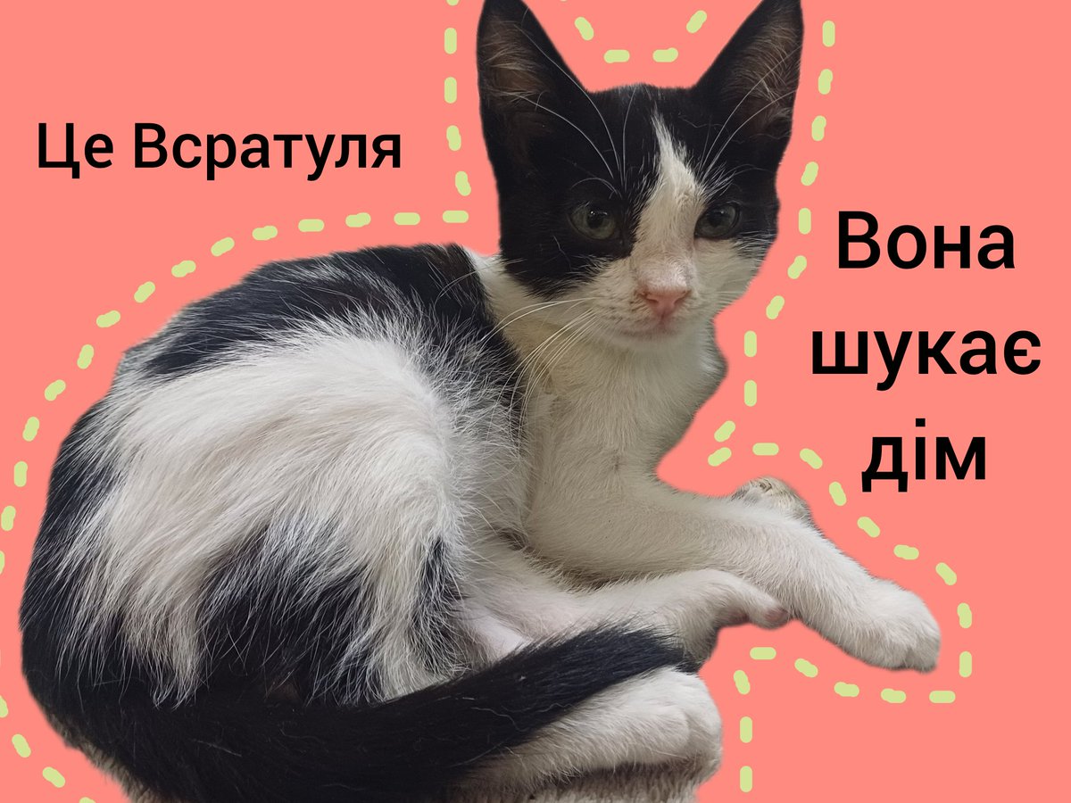 SillVeylin's tweet image. #Одеса, якщо ви мріяли про ласкаве котеня, то от ваш знак - зустрічайте Всратулю!
Всратуля привчена до лотка і дуже любить сидить на людських руках.
Наразі вона на перетримці, лікується від простуди. В іншому Всратуля бойове здорове котеня
Пешіть-забирайте!
#УкрТві