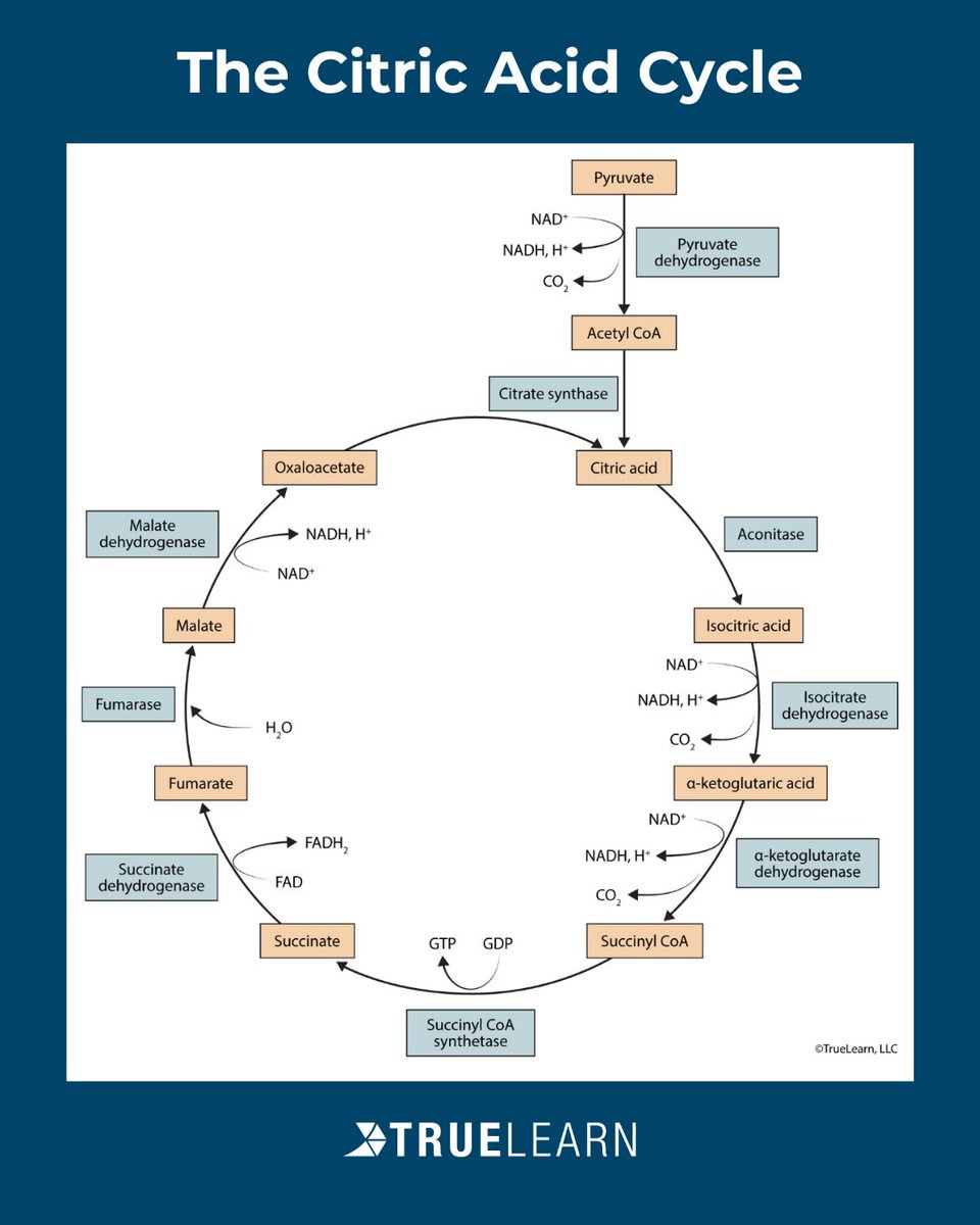 TrueLearnLLC's tweet image. Boost your knowledge of the citric acid cycle with TrueLearn’s infographic!
#citricacidcycle #education #medicine #healthcare #infographic #truelearn