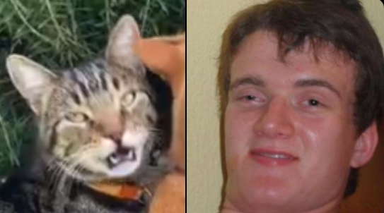 SifuYeti's tweet image. When your cat gets more high than you do