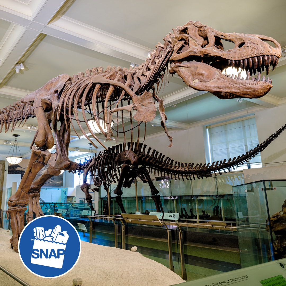 NYCHRA's tweet image. 📢 SNAP recipients get a FREE 1-year Discoverer Membership at @AMNH!
✅ Daily general admission for 1–4
🎟️ 1 ticketed exhibit per visit
🚪 Member Entrance access
🛍️ Discounts on shopping, dining & more
🎫 Show your NY EBT card!
🔗: on.nyc.gov/4jRVjUK