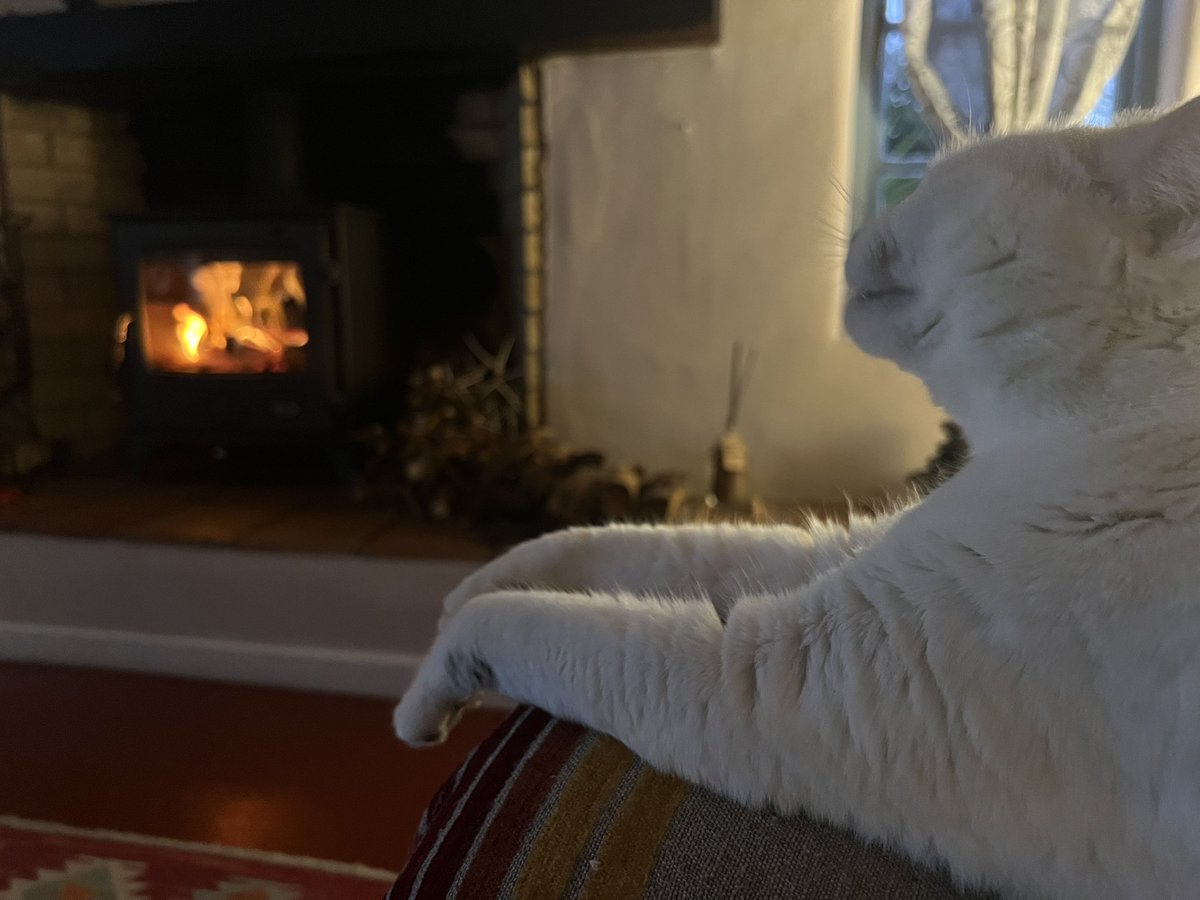 tygerpoo's tweet image. Aahhh, the warmth of a fire on a winter’s evening, nufink better! 🔥 #cats #FridayVibes #CatsOnX