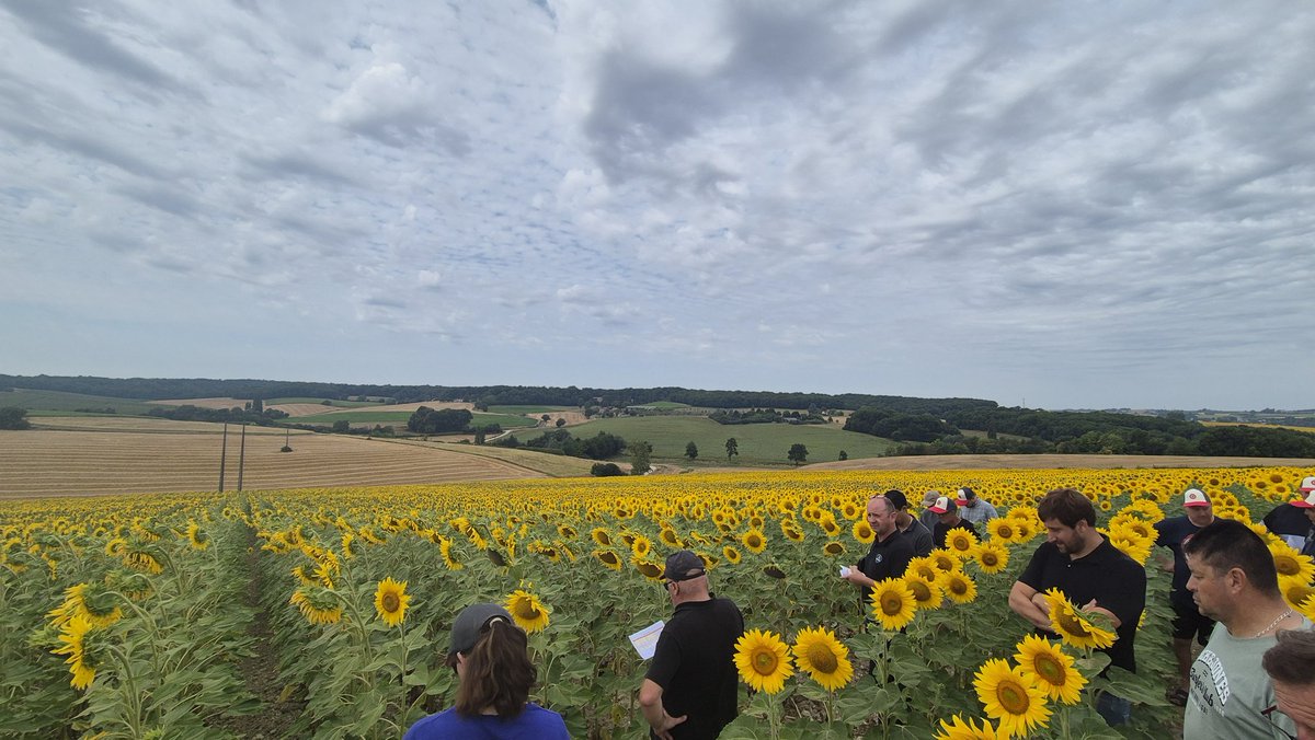 benoitpaysan's tweet image. Visite des essais tournesols à la ferme réalisé avec @GroupeIsidore. 100% variété sx précose et demi précose en linoléique et oleique