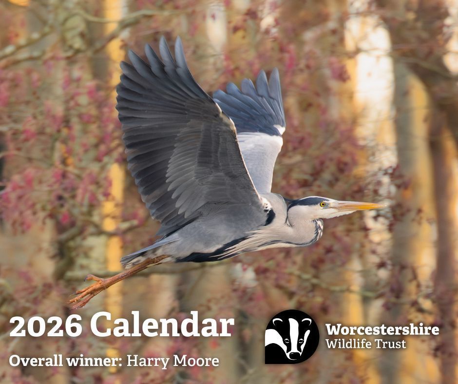 WorcsWT's tweet image. It's finally time to reveal the overall winner of our calendar photo competition! 🎺👑🏆🥇🎉
This magnificent shot of a grey heron in flight was captured by Harry Moore. "After a long day of hoping to spot a kingfisher - of course with very little luck - I was heading home when…