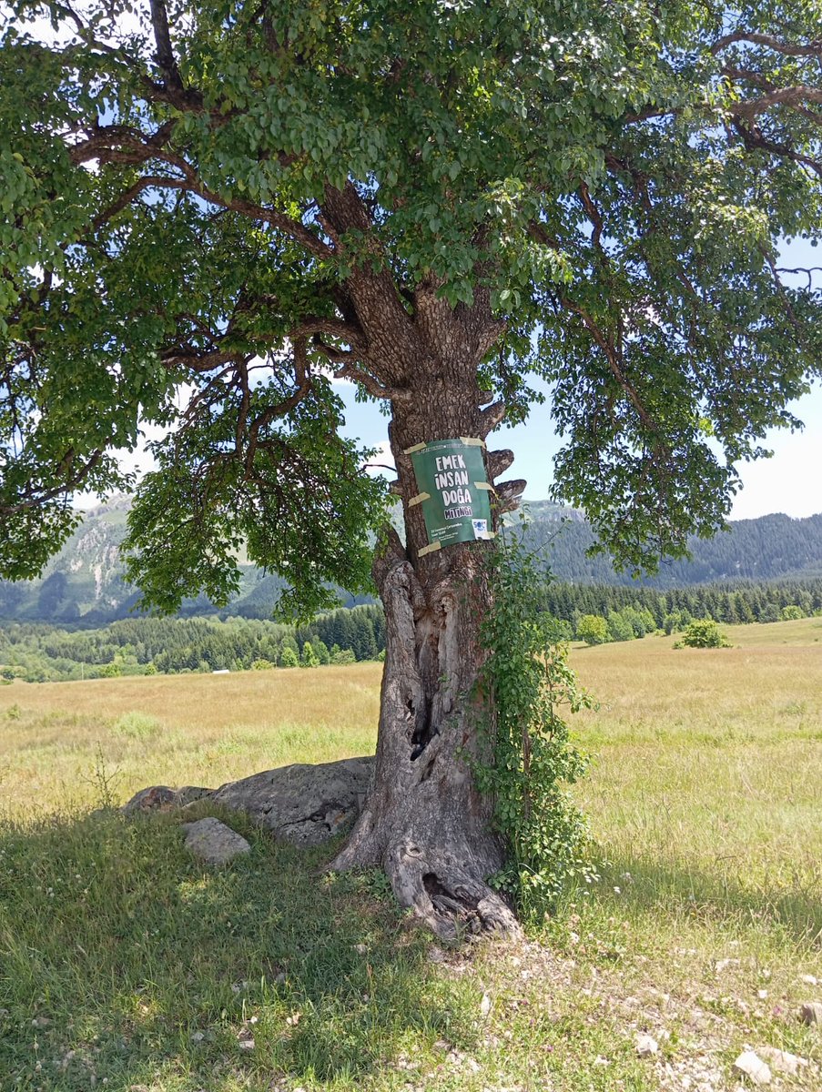 solartvin's tweet image. 23 Temmuz "Emek İnsan ve Doğa" mitingi için köy çalışmalarımız devam ediyor 🌟