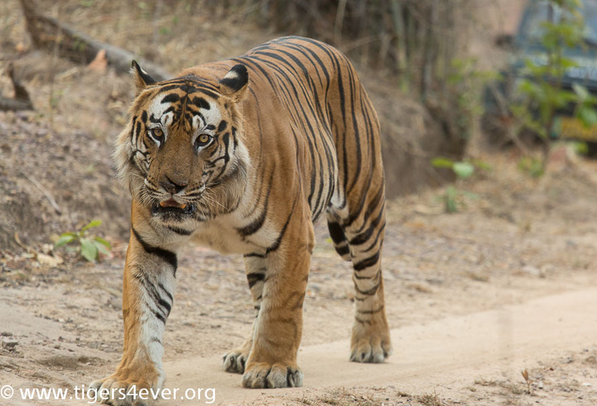 Another Countdown to #GlobalTigerDay2025  #TigerFactOfTheDay: #Tigers have large padded feet that enable them to silently stalk prey in the Asian jungles.