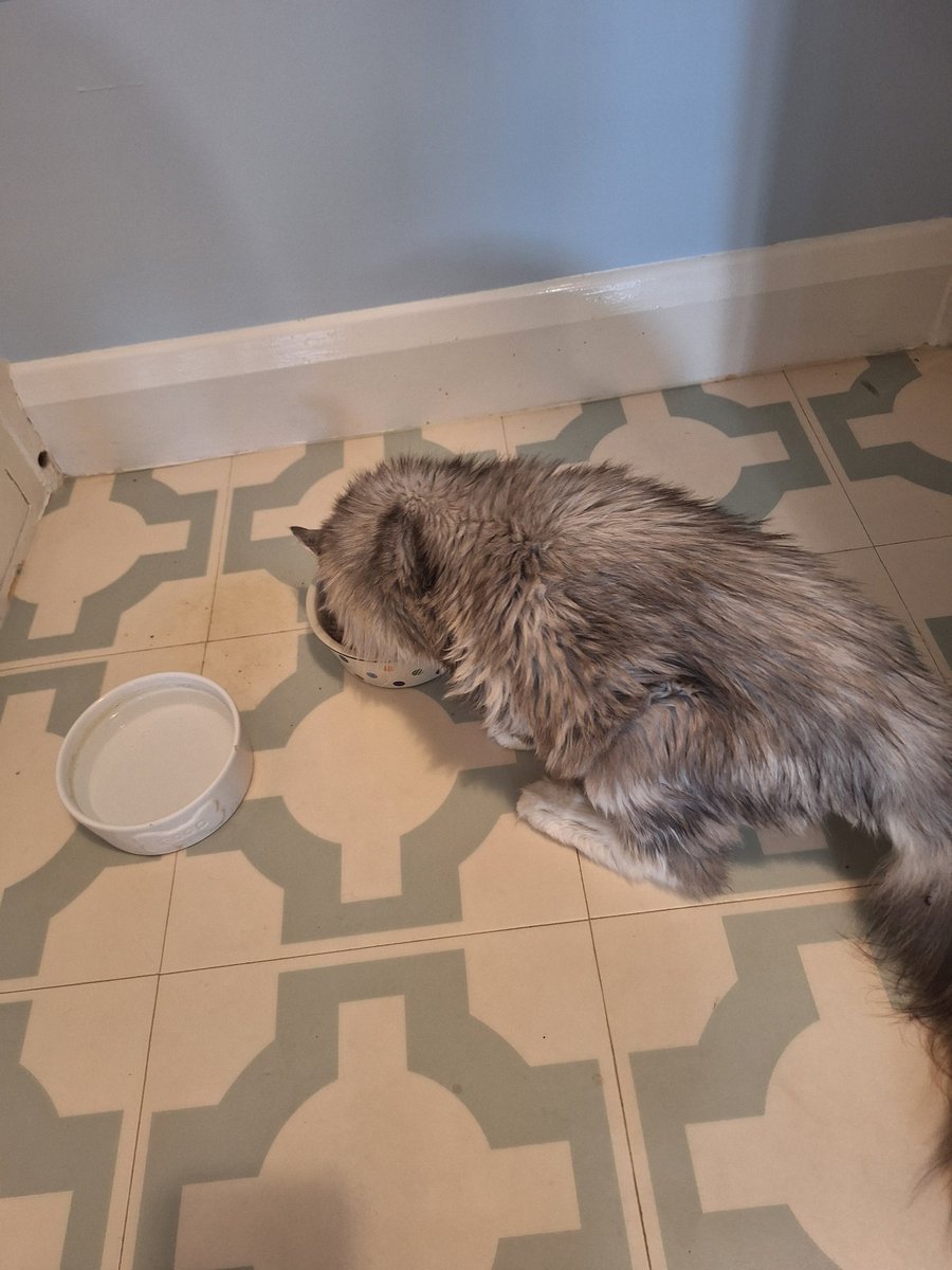 LucyVonSc's tweet image. Asbocat has been off her food for a bit, so I cooked her some fish tonight. This is a cheering sight.
