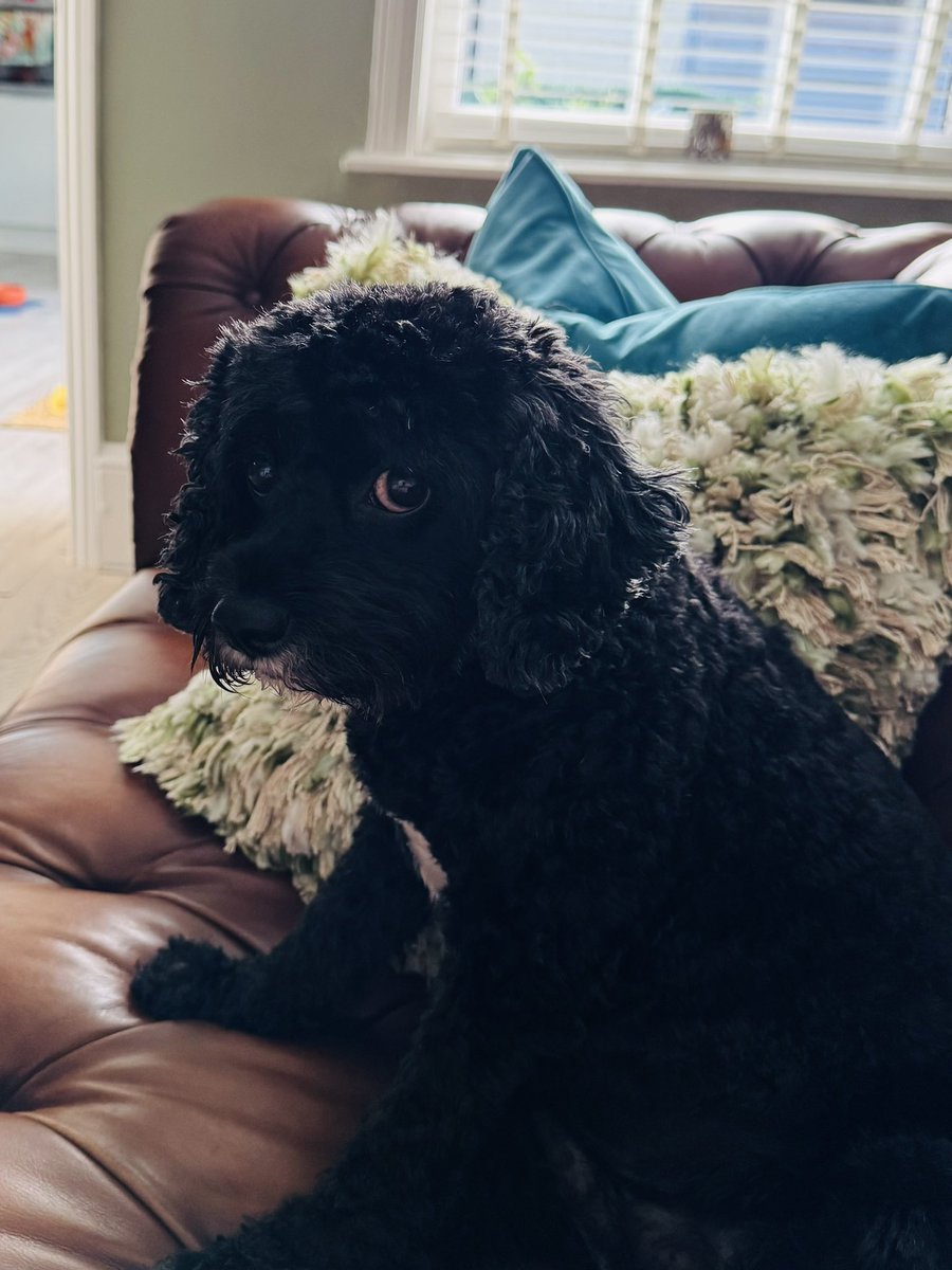 Vera_pooch's tweet image. What a week I has had pals…
1st - at the fur thief, scalped
2nd - vetty visit - temp taken so you know what that means!
3rd - out for a walk, tried to get a wee next to a car and got swiped and hissed at by a 🐈‍⬛
#Vera🐶
#DogsOnX 
#TwinsiesOnTwitter