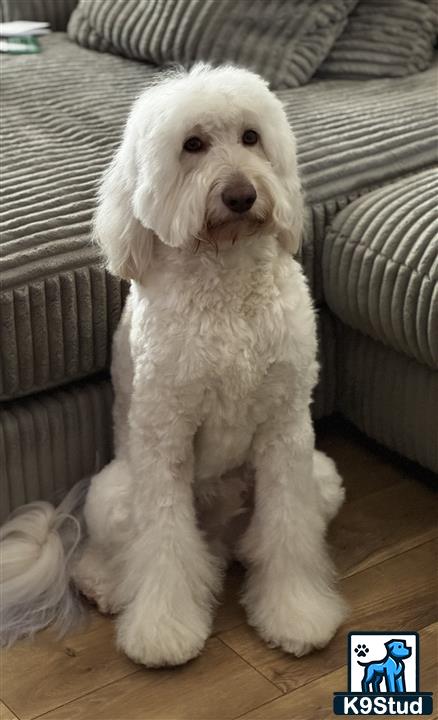 K9Stud's tweet image. Goldendoodle F1b, 54lbs, Friendly, Cream Color, CKC registered Can be reached at read more @ k9stud.com/stud-dogs/gold… #studdogs #goldendoodles #dogsoftexas