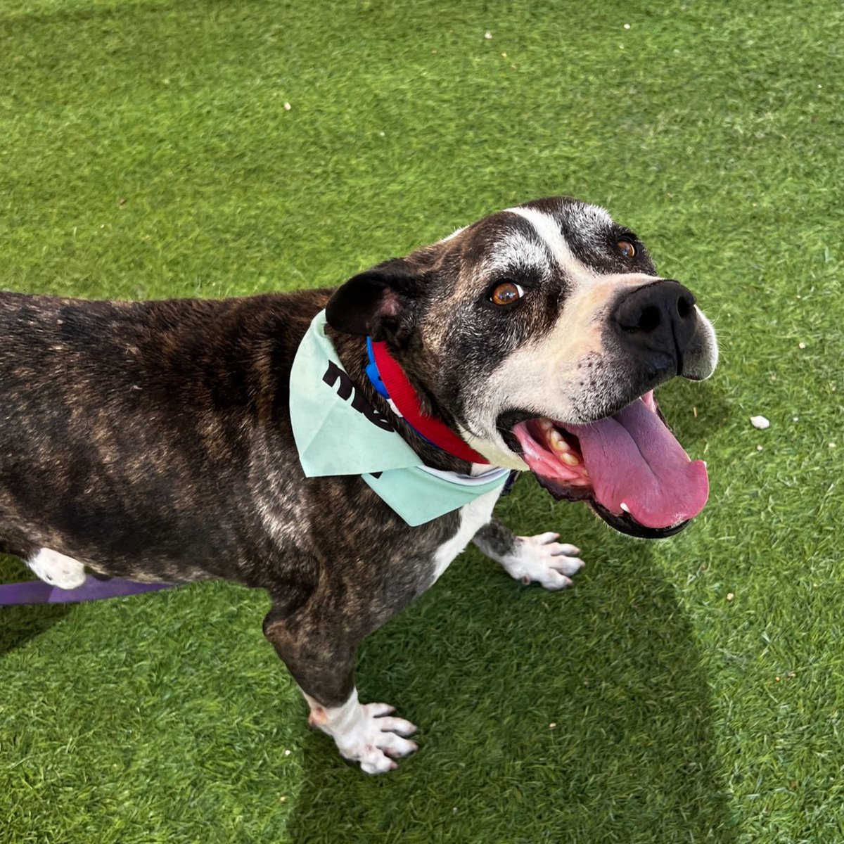 animalfndlv's tweet image. Sweetheart senior Chubbs hammed it up for the camera during his recent segment on @News3LV!
He might be 10 years old, but no one told him.
Watch Chubbs steal the spotlight bit.ly/4lvuebL. His adoption fee is waived.
ID# A1375673